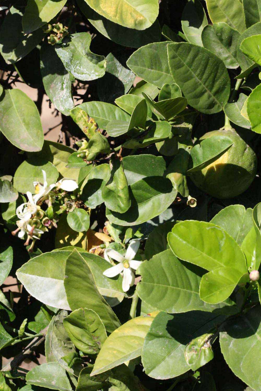              Sun leaves (Riverside, CA)       